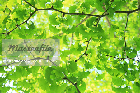 Green Ginkgo leaves