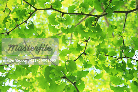 Green Ginkgo leaves Green Ginkgo leaves