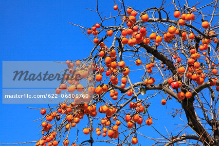 Persimmon tree and blue sky