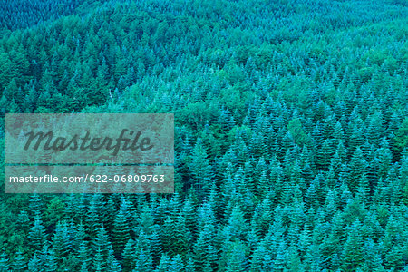 Conifer forest