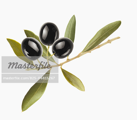 Small olive branch