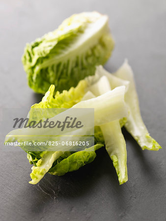 Taking the middle nerve out of the sucrine lettuce leaves