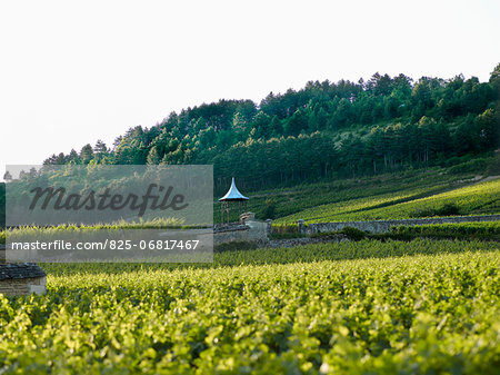 Landscape with vines