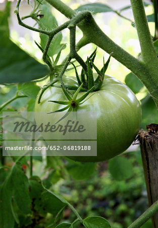 Green tomato on the plant