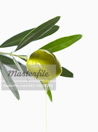 Olive and oil on an olive branch on a white background