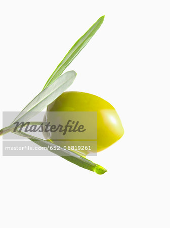 Olive and oil on an olive branch on a white background