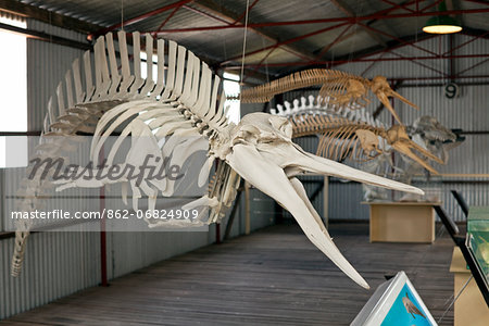 Australia, Western Australia, Albany, Frenchman Bay.  Dolphin skeleton at Whale World Museum, formerly the Cheynes Beach Whaling Station.