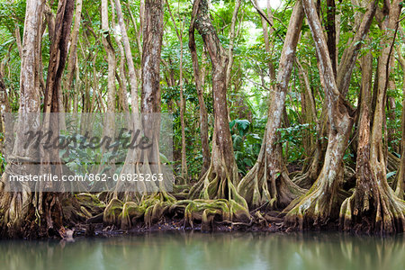 Dominica, Portsmouth. Trees on the Indian River.