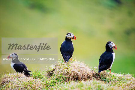 Iceland, Vestmannaeyjar, volcanic Westman Islands, Heimaey Island, puffin (Fratercula arctica)