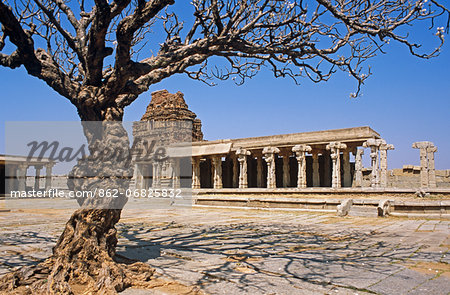 Asia, India, Karnataka, Hampi.  Ancient tree in the Vitthala temple complex.