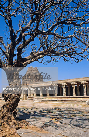 Asia, India, Karnataka, Hampi.  Ancient tree in the Vitthala temple complex.