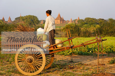 Myanmar, Burma, Mandalay Region, Bagan. Among the site's famous pagodas, a villager gathers fodder from fields which have been cultivated for centuries.