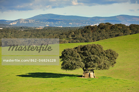 Dolmen and cork tree at Portalegre. Alentejo, Portugal