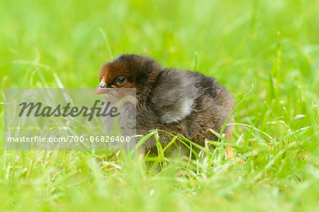 Chicken (Gallus gallus domesticus) chick on a meadow in spring, Germany