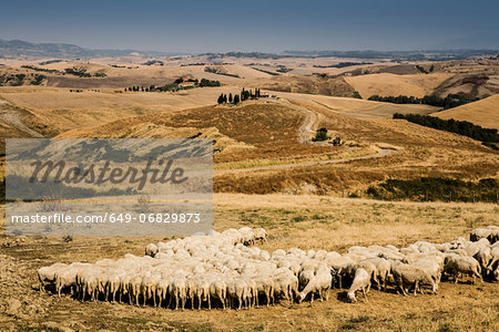 Flock of sheep feeding in Tuscan field, Italy