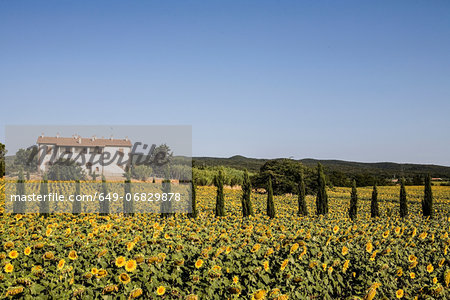 Field of sunflowers in front of farmhouse, Tuscany, Italy