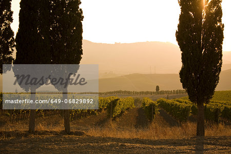 Grapevines and cypress trees, Tuscany, Italy