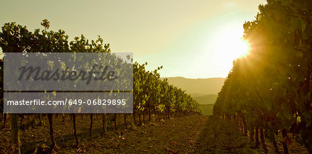 Close up of grapevines at sunset, Tuscany, Italy Close up of grapevines at sunset, Tuscany, Italy