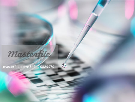 DNA sample being pipetted into petri dish with DNA gel in background DNA sample being pipetted into petri dish with DNA gel in background