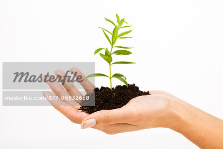 Woman's hand holding a young plant in soil