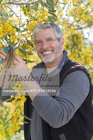 Man pruning mimosa