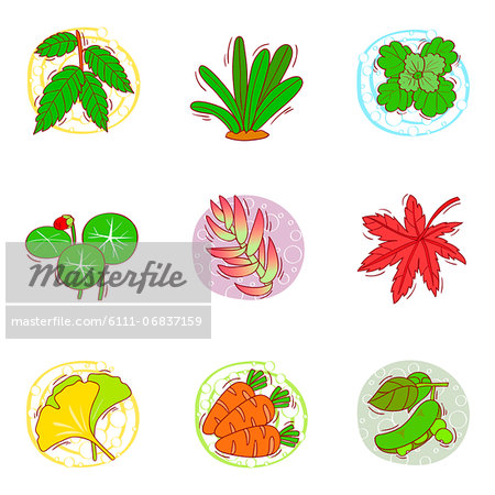 Set of various leaf icons