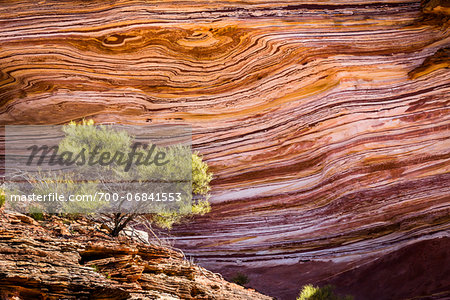 Lone Tree and Striped Rock Pattern, The Loop, Kalbarri National Park, Western Australia, Australia