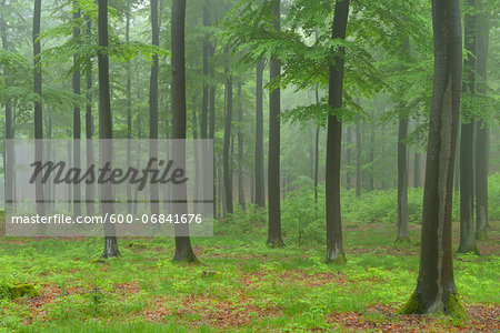 Beech forest (Fagus sylvatica) in early morning mist, Spessart, Bavaria, Germany, Europe