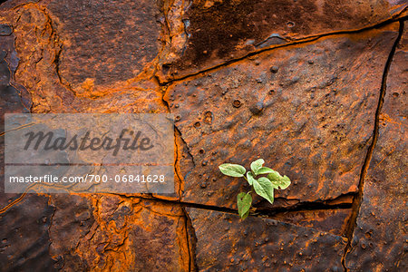 Close-Up of Plant Growing Between Cracks in Banded Iron Formation Rock, Dales Gorge, Karijini National Park, The Pilbara, Western Australia, Australia