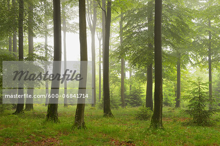 Beech forest (Fagus sylvatica) in early morning mist, Spessart, Bavaria, Germany, Europe