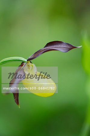 Close-up of Lady's Slipper Orchid (Cypripedium calceolus) in Forest in Spring, Upper Palatinate, Bavaria, Germany