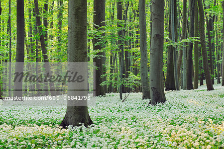 Ramsons (Allium ursinum) in European Beech (Fagus sylvatica) Forest in Spring, Hainich National Park, Thuringia, Germany