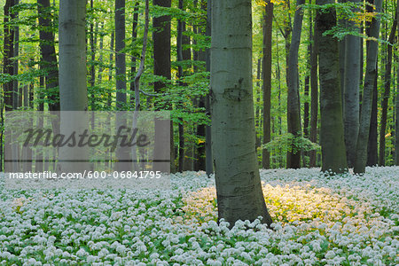 Ramsons (Allium ursinum) in European Beech (Fagus sylvatica) Forest in Spring, Hainich National Park, Thuringia, Germany