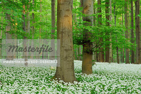 Ramsons (Allium ursinum) in European Beech (Fagus sylvatica) Forest in Spring, Hainich National Park, Thuringia, Germany