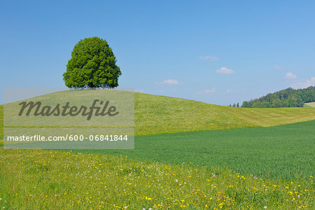 Lime Tree on Hill in Meadow, Canton of Bern, Switzerland Lime Tree on Hill in Meadow, Canton of Bern, Switzerland
