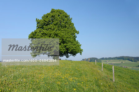 Lime Tree in Meadow in Spring, Canton of Bern, Switzerland