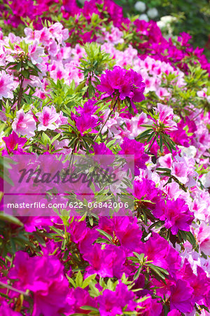 Azalea flowers