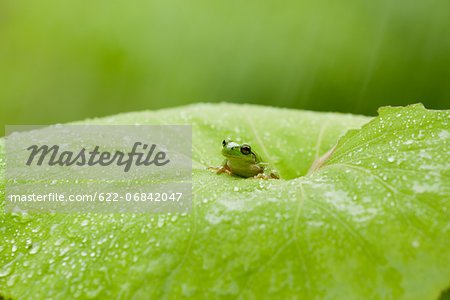 Frog on a leaf
