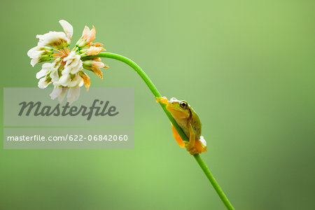 Frog on a clover flower