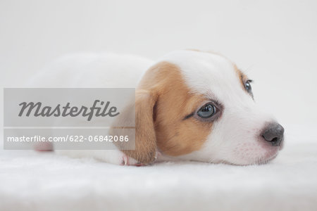 Jack Russell Terrier