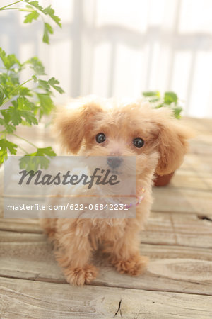 Toy poodle