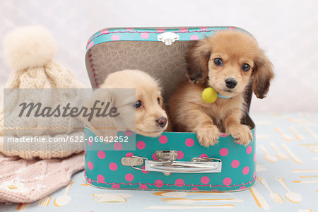 Miniature dachshund pets