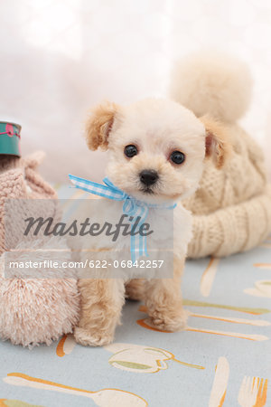 Toy poodle