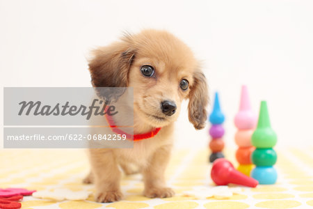 Miniature dachshund
