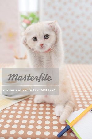 Scottish Fold Scottish Fold