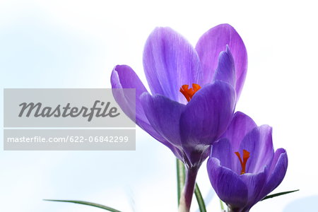 Crocus flowers