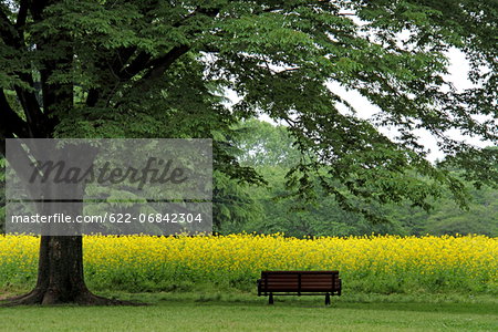 Field mustard tree and bench Field mustard tree and bench