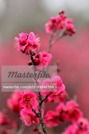 Plum blossoms