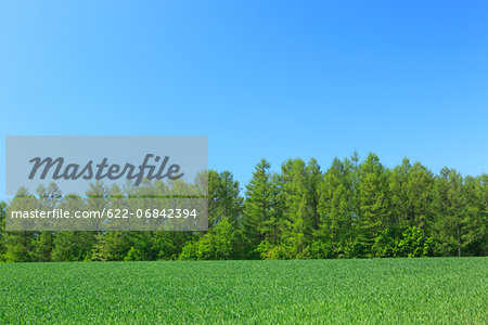 Grassland and sky with clouds, Hokkaido