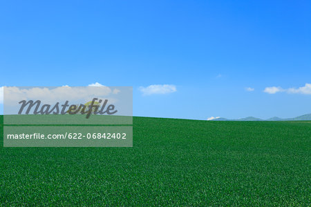 Wheat field trees and sky, Hokkaido